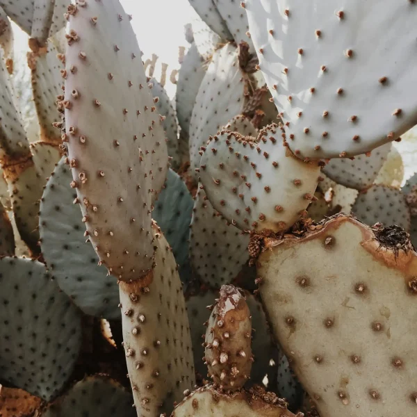 casa grande az casa grande az